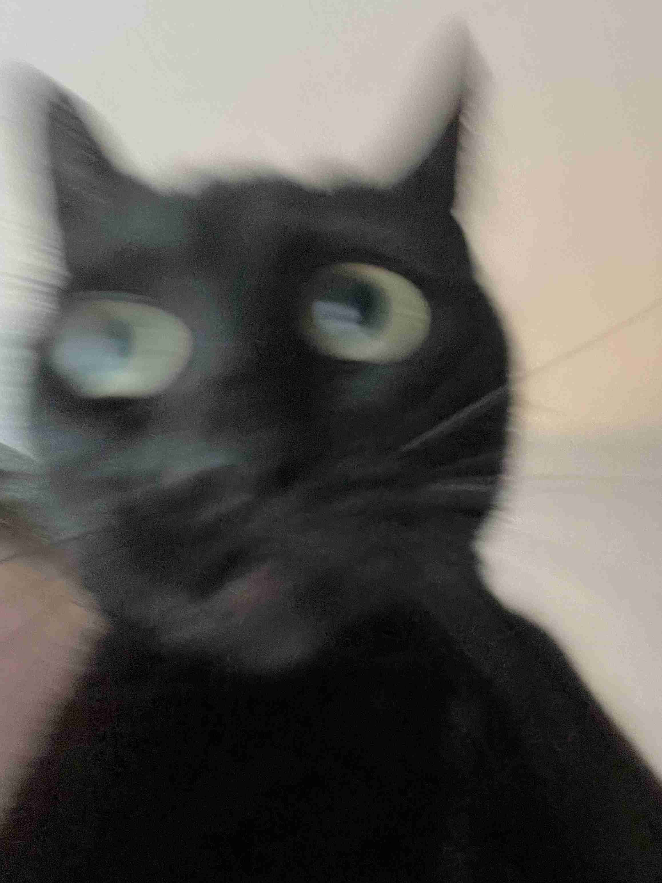 黒猫が好きな人、集合!!(飼ってる人も)Part.2