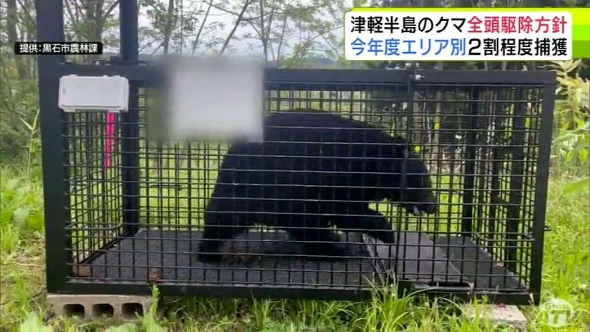 「クマを定着させない」津軽半島は全頭駆除の方針　青森県が今年度のクマの捕獲目標数を決定　津軽半島での捕獲推進のため県も独自に「箱わな」「銃猟」をすることに　9月中旬から実施予定 | TBS NEWS DIG (1ページ)