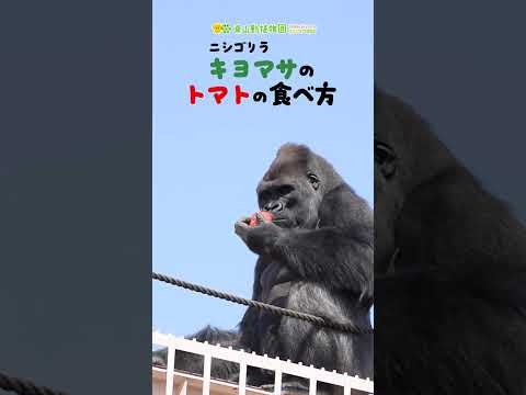 【東山動植物園公式】キヨマサのトマトの食べ方 《 ニシローランドゴリラ　ゴリラ 》