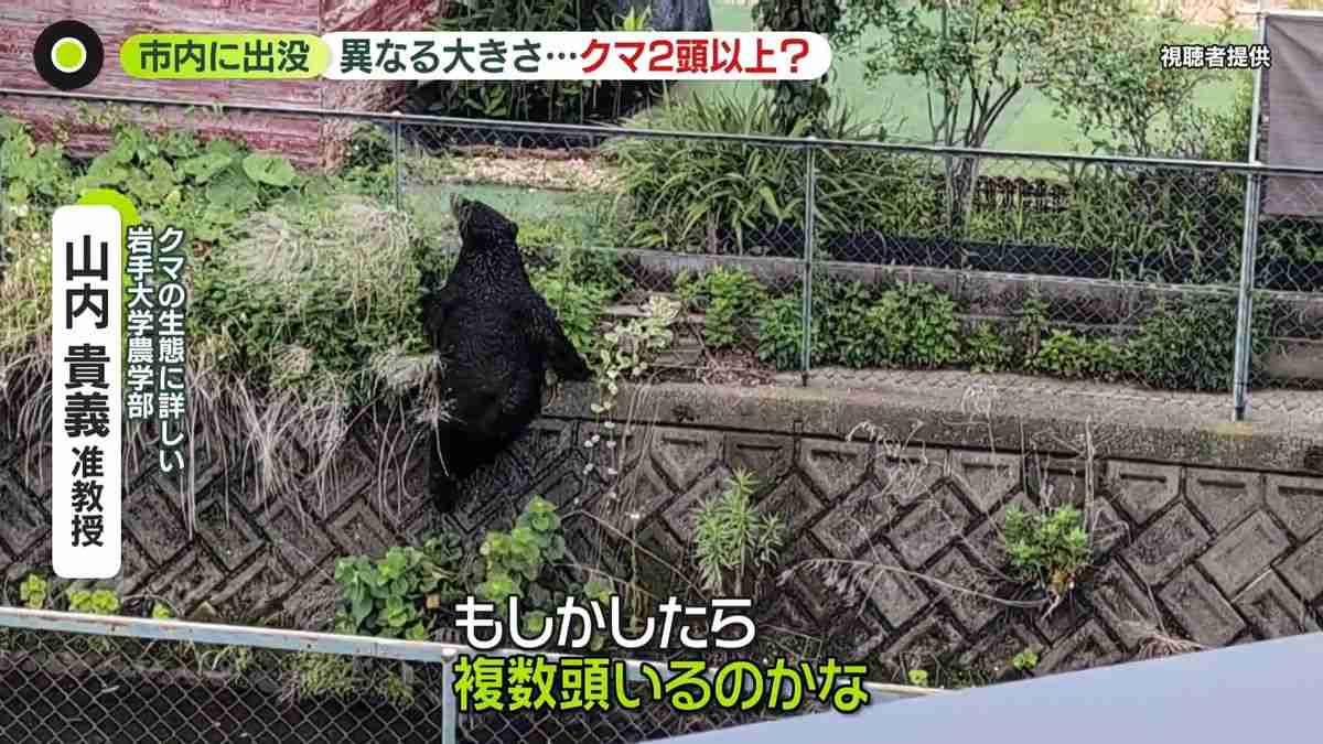 宇都宮のクマは2頭以上か…生態から「疑問」専門家も　学校生活にも影響…一律の基準作った岩手・盛岡市（2026年6月10日掲載）｜日テレNEWS NNN