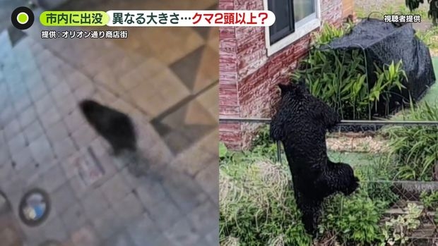 宇都宮のクマは2頭以上か…生態から「疑問」専門家も　学校生活にも影響…一律の基準作った岩手・盛岡市