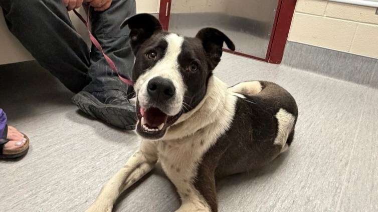 コヨーテの群れと行動を共にしていた行方不明の飼い犬が11か月ぶりに家族と再会