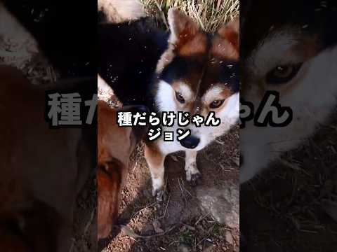 【回想】“春ジョン”種だらけの来訪。