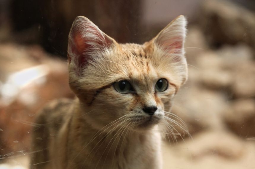 砂漠の天使スナネコもキャットニップに夢中!ニャンゴロする愛くるしい姿を公開