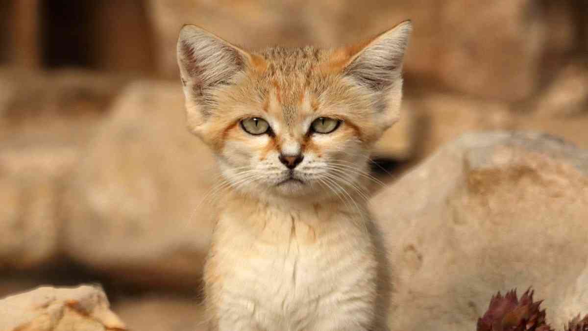 砂漠の天使スナネコもキャットニップに夢中！ニャンゴロする愛くるしい姿を公開 | カラパイア
