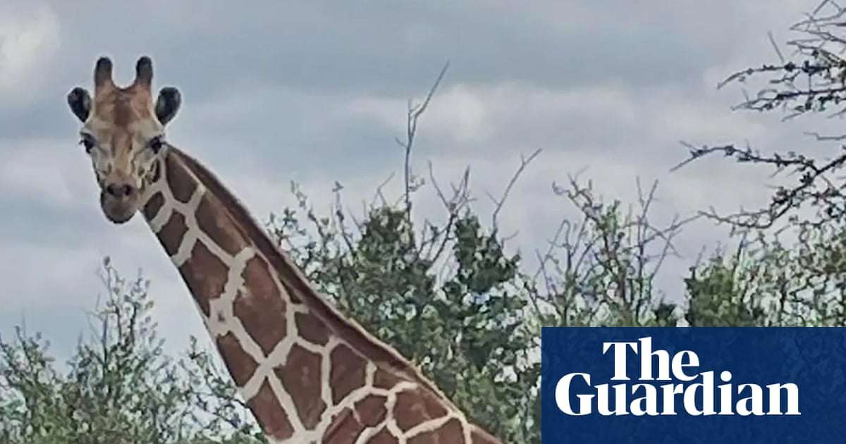 Gracie the giraffe who wandered off in Texas found safe – for real this time | Animals | The Guardian
