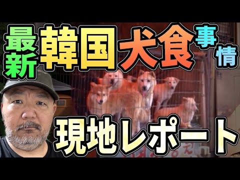 最新 韓国“犬食”事情 現地レポート【補身湯】