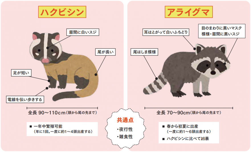 東京でハクビシン増殖　空き家で繁殖か　都会に天敵なし好物は生ごみの重点対策外来種