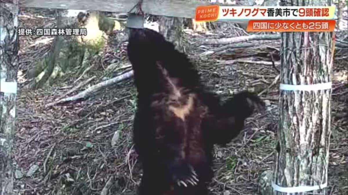 四国で「ツキノワグマ」が絶滅の恐れ　最新調査で25頭確認・高知は9頭　生息域把握し「共存」目指す