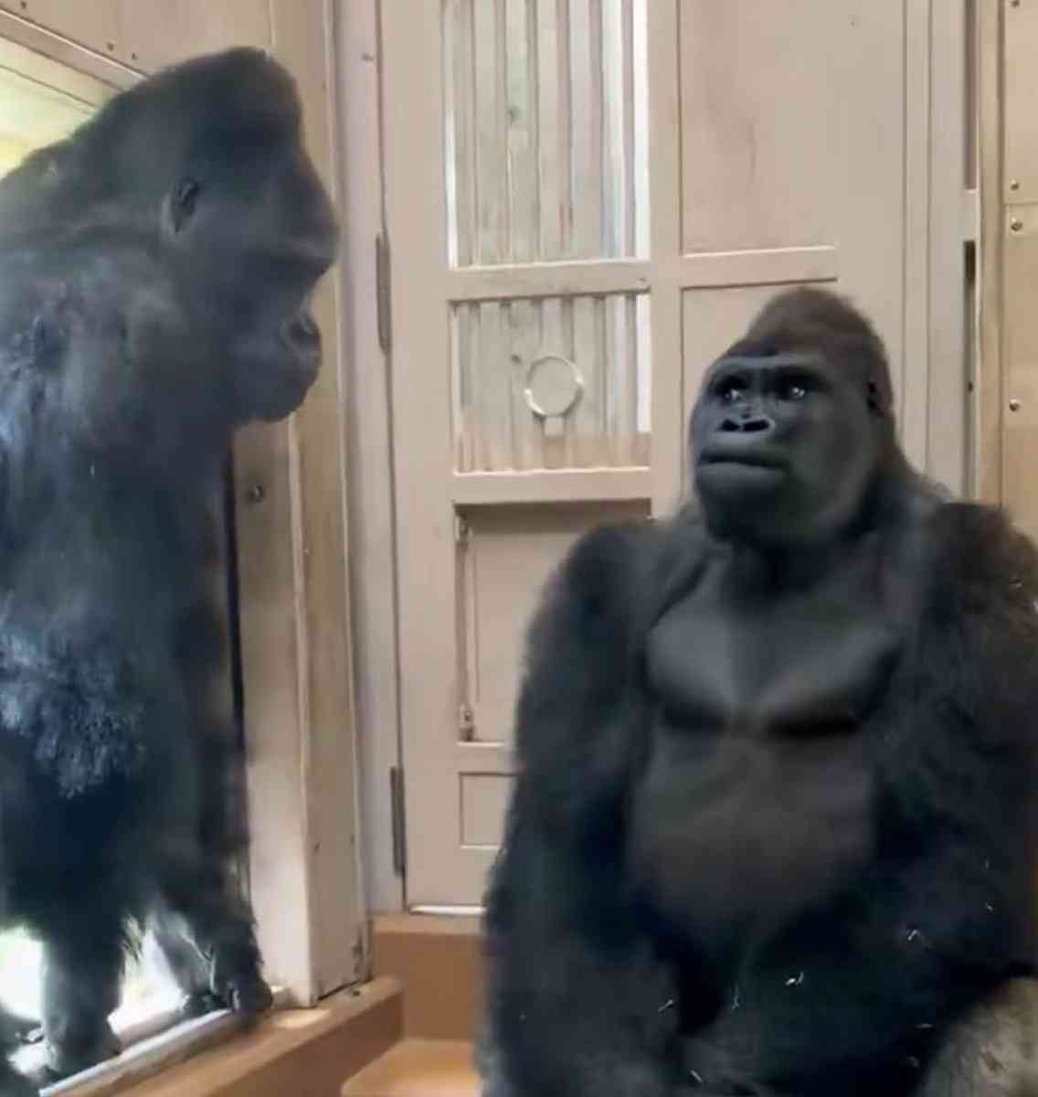 「父シャバーニの登場で緊張するキヨマサ」キヨマサの表情が人間過ぎてなんだかおもろい、それにしてもシャバーニはなぜどついたのか
