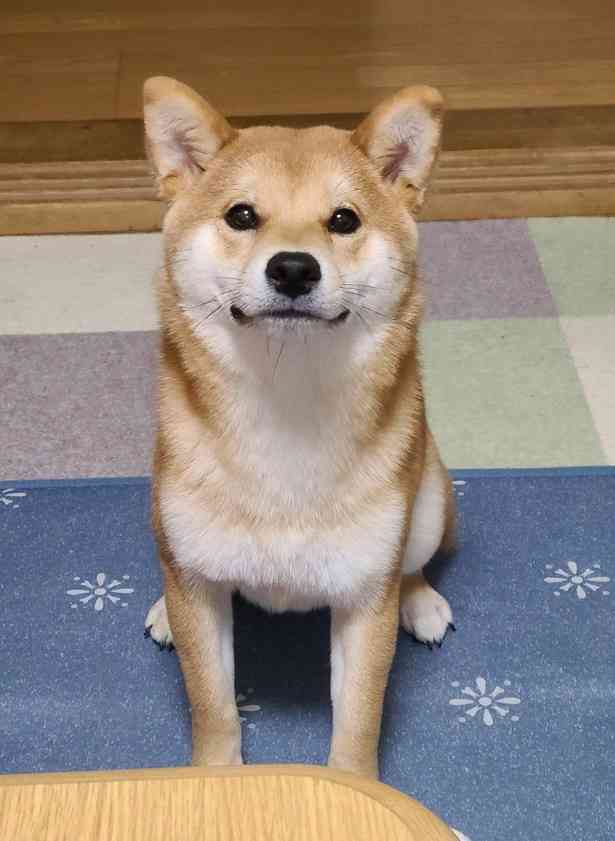 思わず微笑んじゃう画像