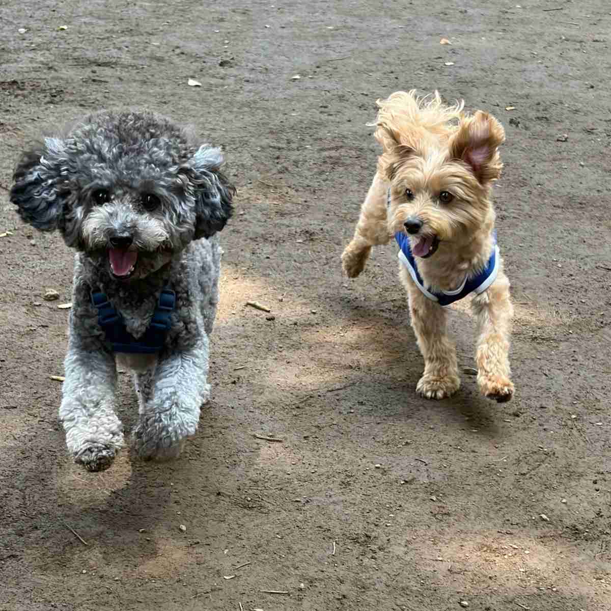 【画像】ドッグランで友達ができた犬の躍動感あふれる写真がとてもいい「あまりにも尊い」「最後の2匹の目の輝き方が全てを物語っていますね」