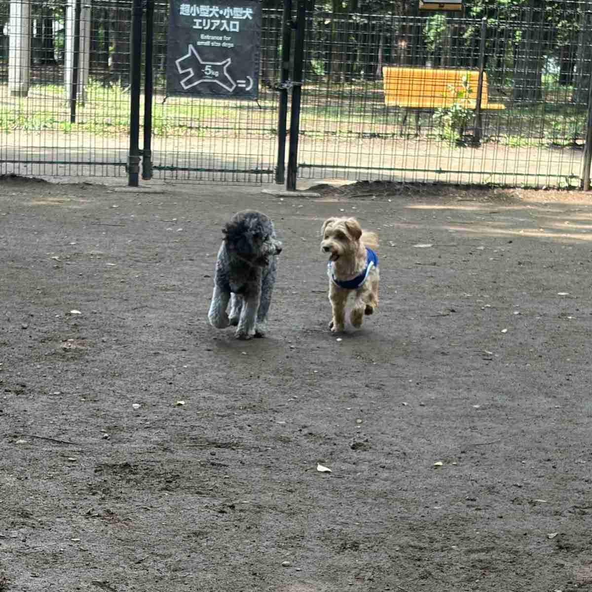 【画像】ドッグランで友達ができた犬の躍動感あふれる写真がとてもいい「あまりにも尊い」「最後の2匹の目の輝き方が全てを物語っていますね」