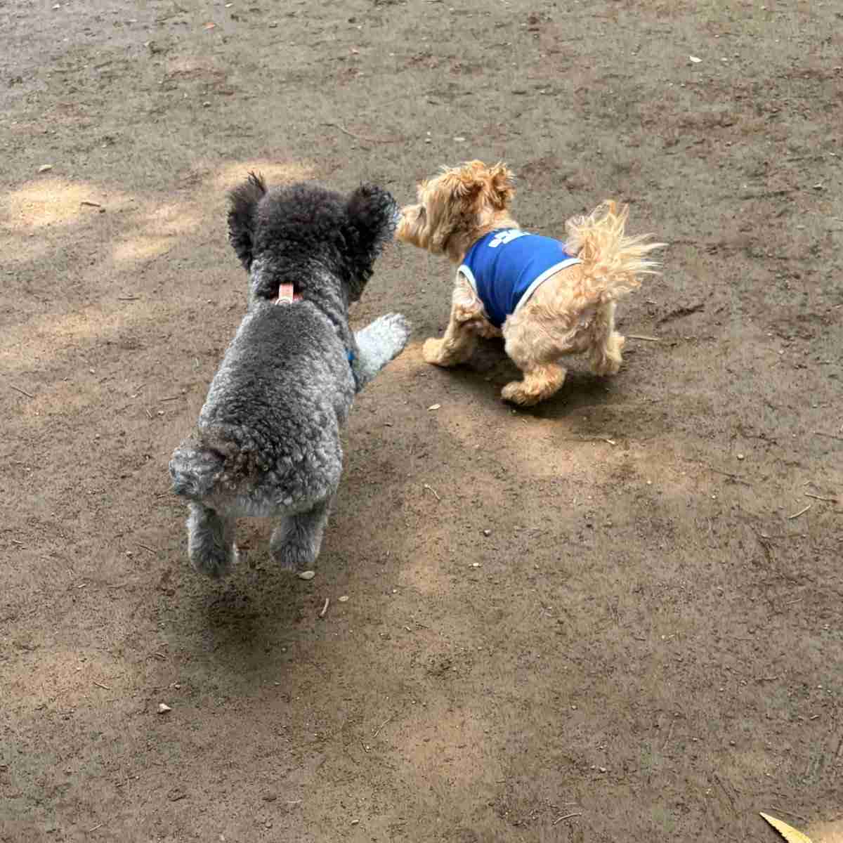 【画像】ドッグランで友達ができた犬の躍動感あふれる写真がとてもいい「あまりにも尊い」「最後の2匹の目の輝き方が全てを物語っていますね」