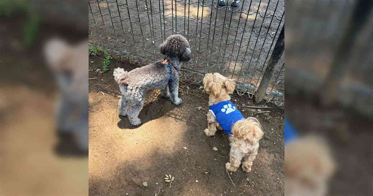 ドッグランで犬に友だちができたんだけど、小学生男子みたいにずっと2人で行動していてかなり可愛かった「ニコニコしててかわいい～！」 - Togetter