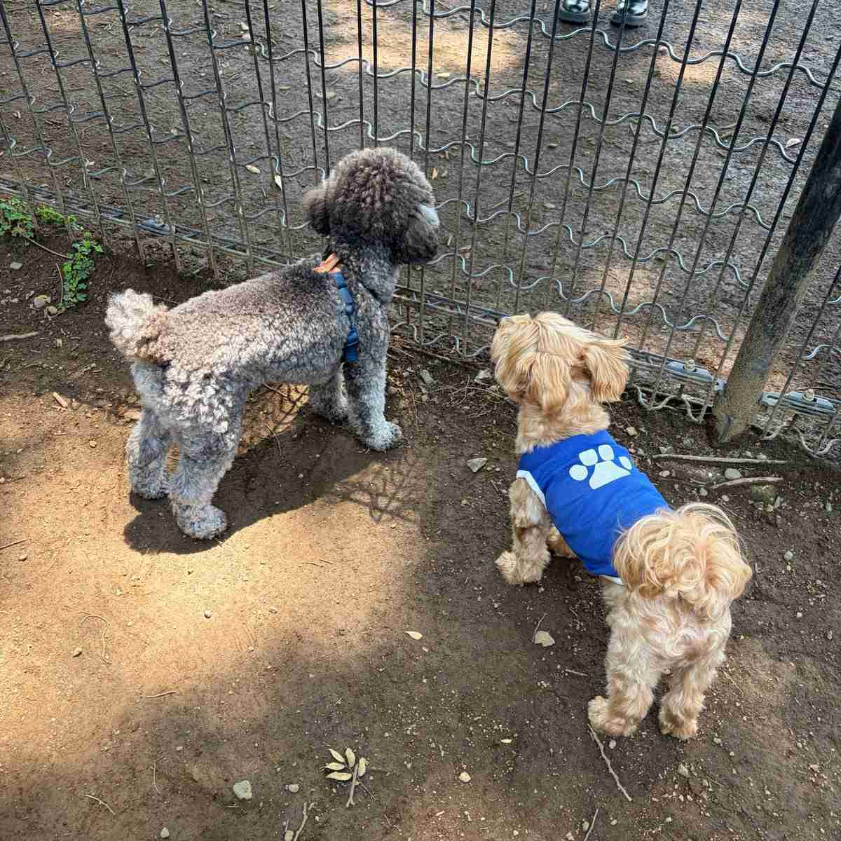 【画像】ドッグランで友達ができた犬の躍動感あふれる写真がとてもいい「あまりにも尊い」「最後の2匹の目の輝き方が全てを物語っていますね」