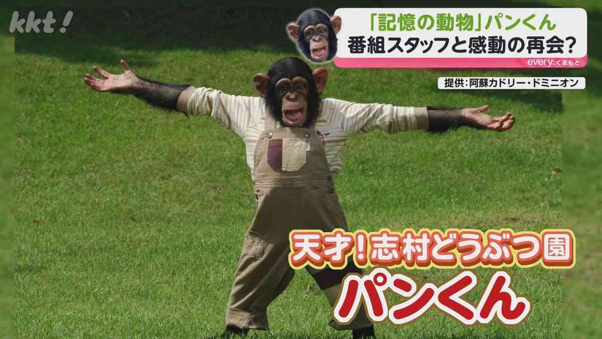 人気番組に出演していた天才チンパンジー「パンくん」は今…当時のスタッフと再会、今も追う志村けんさんの面影