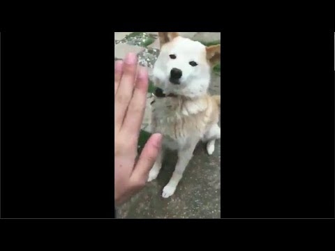 「お手」が下手くそすぎる犬www