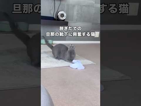 脱ぎたての旦那の靴下に大興奮するベル姉さん。靴下は臭くはなかったです? #ロシアンブルー #靴下猫 #足からマタタビ #shorts