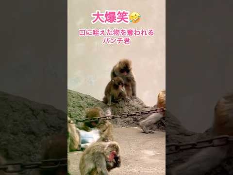 大爆笑?パンチ君の反応⁉️?