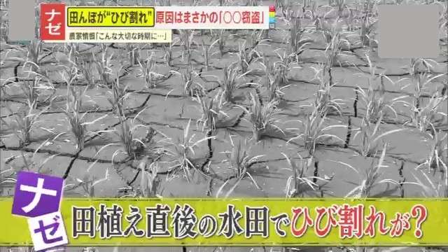 【被害】田植え直後の水田がカラカラに！干上がった理由はまさかの“金属窃盗” 「なぜこの時期に…」コメ農家が怒り心頭（読売テレビ） - Yahoo!ニュース