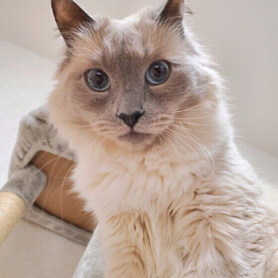 愛猫に“変わったクセ”があると回答した人は半数以上！→“変わったクセ”の理由は？ 獣医師に聞いた