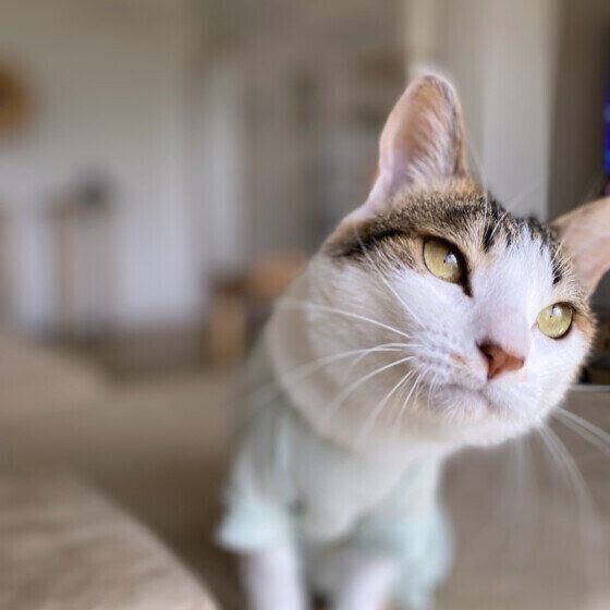 愛猫に“変わったクセ”があると回答した人は半数以上！→“変わったクセ”の理由は？ 獣医師に聞いた（ねこのきもち WEB MAGAZINE） - Yahoo!ニュース
