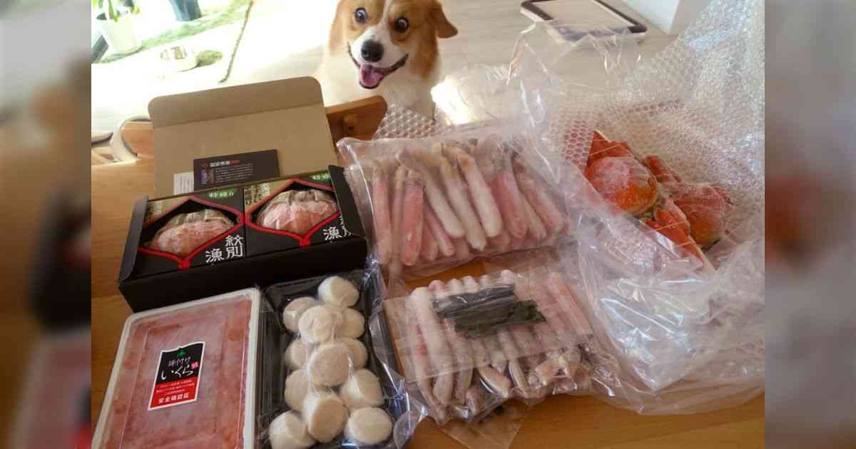 コーギー可愛すぎません?🐶