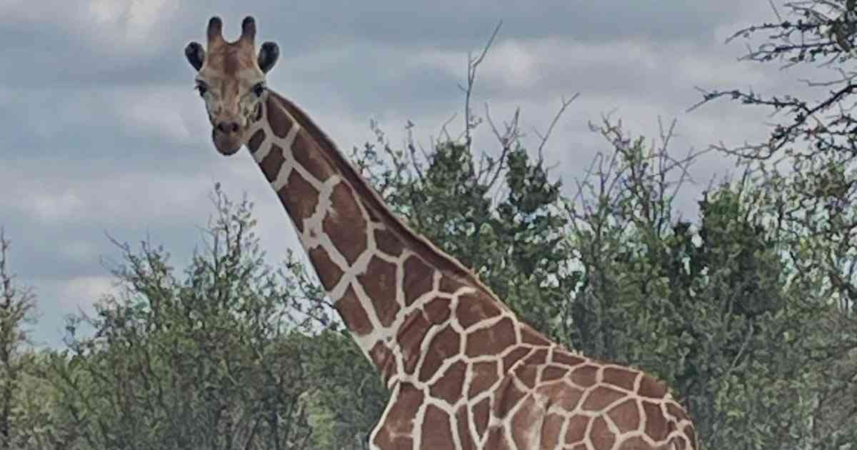 Missing giraffe ‘Gracie’ found in Texas