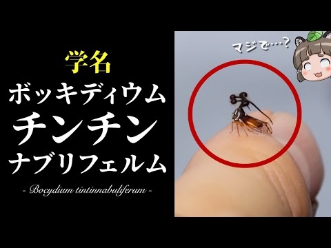 【健全】ボッキディウム・チンチンナブリフェルムというヤバい昆虫【へんないきもの#108】