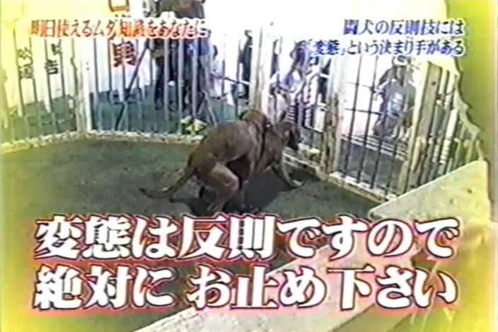 「トリビアの泉」で覚えていること