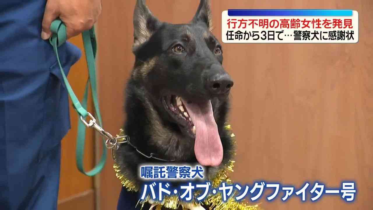 警察犬「おはぎ」初仕事でお手柄…行方不明の80代女性を発見、夜の街を30分追跡　普段は甘えん坊　家族のように育てた指導士も笑顔