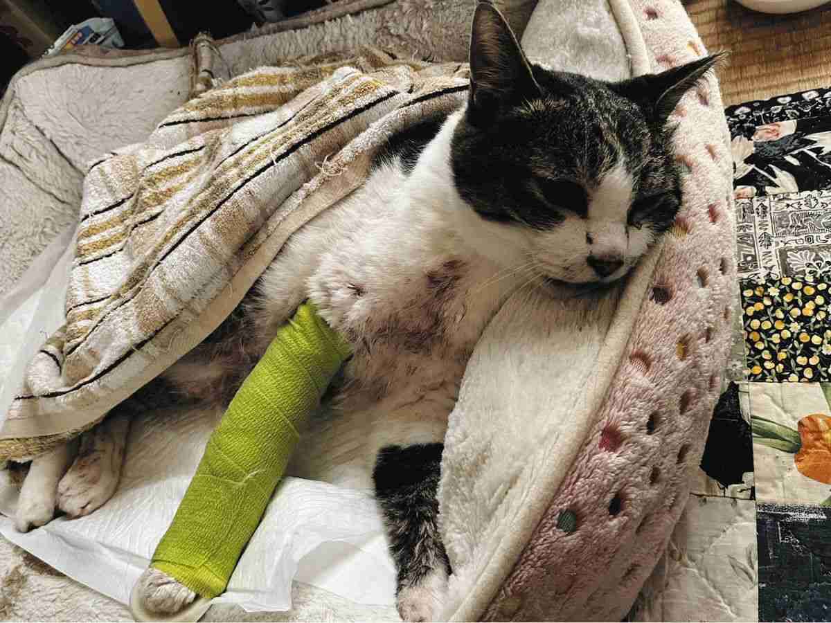 犬が網戸を破って三重県鈴鹿市の民家に侵入、飼い猫襲われ重傷　犬の飼い主を事情聴取