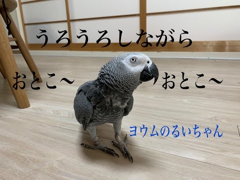 うろうろしながら「男〜♪」と歌うヨウムのるいちゃん。笑