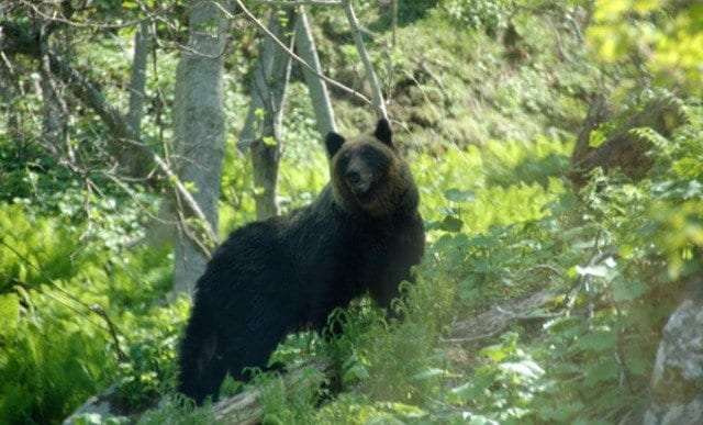 クマはなぜ宇都宮の繁華街を駆け抜けたのか　都心の緑地や空き家が「緑の回廊」に　識者が警鐘「次は世田谷」の現実味 | 概要 | AERA DIGITAL（アエラデジタル）