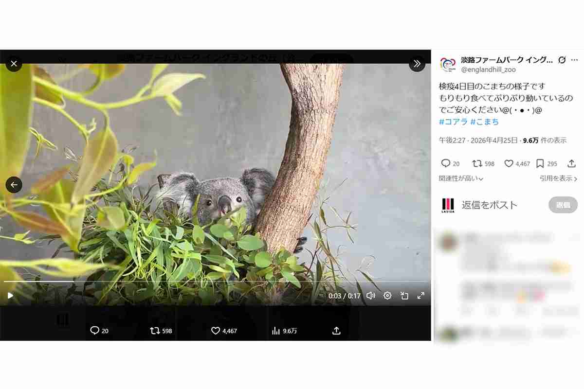 【動物】「ムチムチ」「DE★KA★I」「でっっかわいい」…　コアラ好きたちを魅了する、淡路島のメスコアラ（9歳）　「かわ過ぎて発狂しそう」