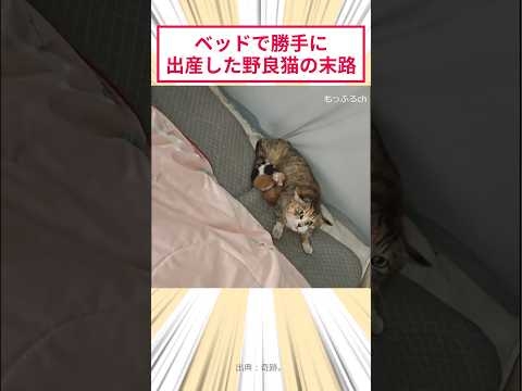 ベッドで勝手に出産した野良猫の末路 #2ch動物スレ #猫動画 #猫のいる暮らし