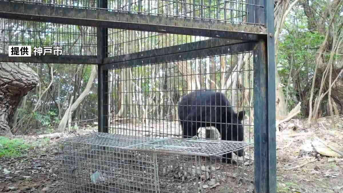 【速報】神戸に「クマ」が出没　市内での確認は初めて　山林のセンサーカメラに姿　市が注意呼びかけ | MBSニュース | 関西の最新ニュースを分かりやすく。