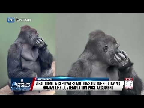 VIRAL GORILLA CAPTIVATES MILLIONS ONLINE FOLLOWING HUMAN-LIKE CONTEMPLATION POST-ARGUMENT