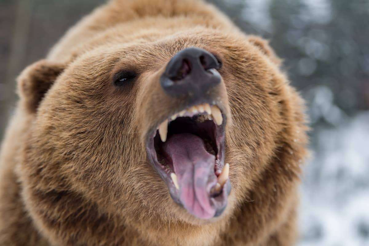19歳のロシア女性｢ヒグマが私を食べている!｣と実況　人肉の味は親熊から仔熊に引き継がれる | ニューズウィーク日本版 オフィシャルサイト