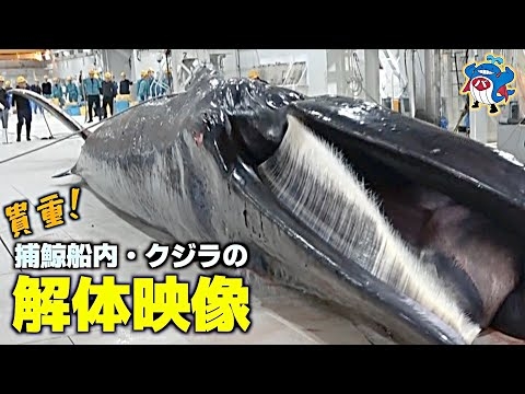 【迫力】クジラの解体・レア映像を公開…砲手が仕留めて捕獲/捕鯨母船・関鯨丸でさばく/職人達の技も注目！ Whale Dismantling