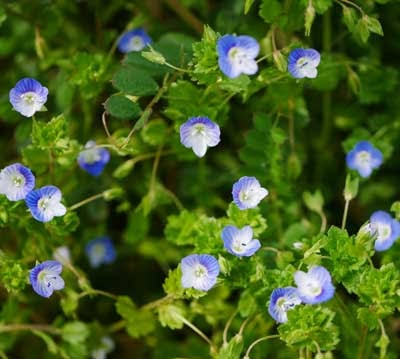 植物に別名をつけてみるトピ
