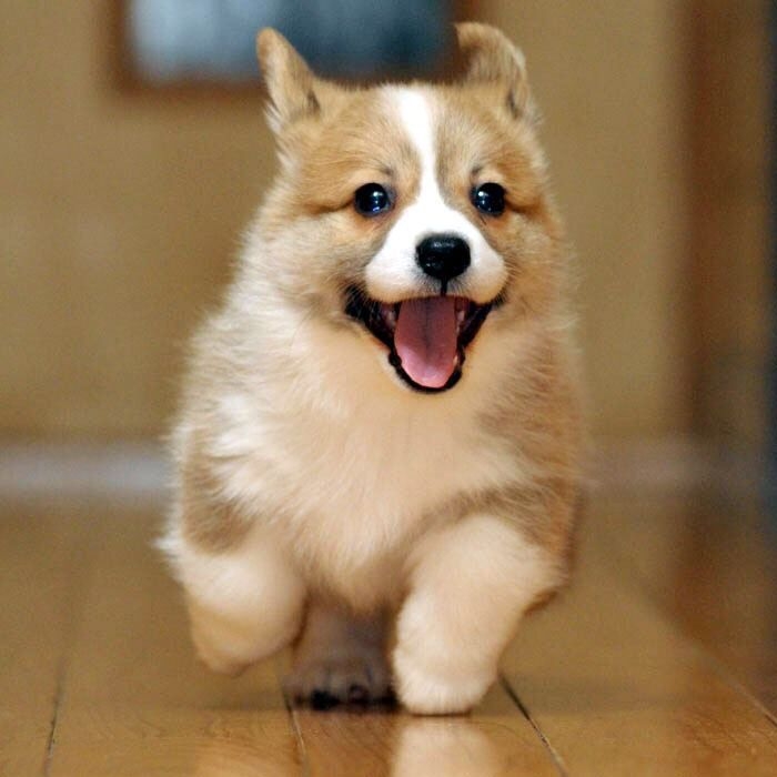 コーギー可愛すぎません?🐶