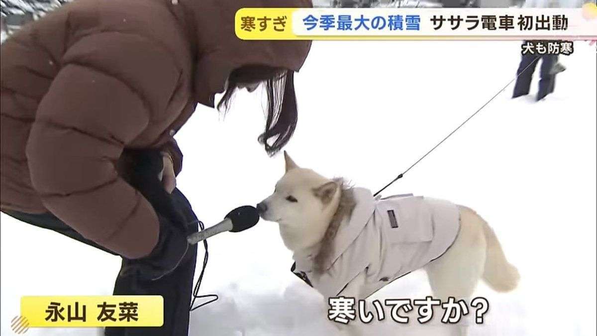 白い動物を貼るトピ
