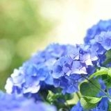 >>460帰化政治家が行う基本的人権の最高法規である97条を消す改憲が怖すぎる。 | ガールズちゃんねる - Girls Channel -