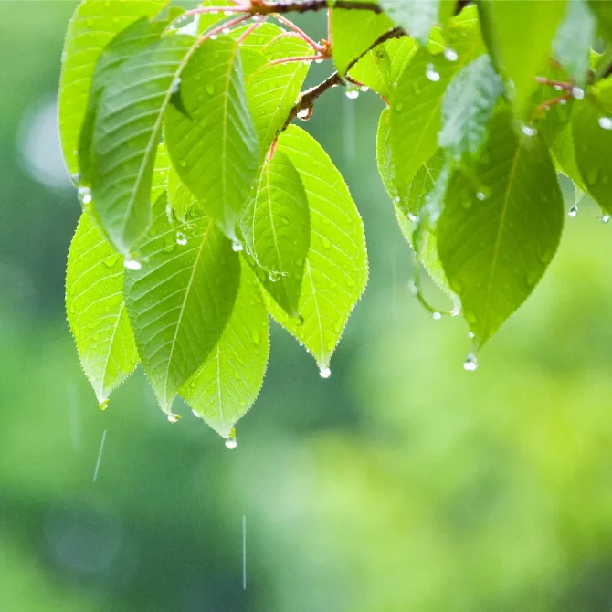 【スギちゃん雑談】梅雨入りしたぜぇ、梅雨明けもするだろぉ【Part120】