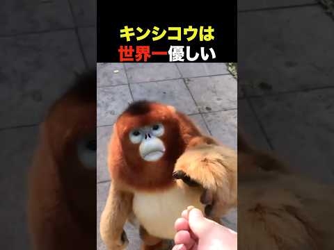 キンシコウは世界一優しい