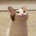 popo cat on X