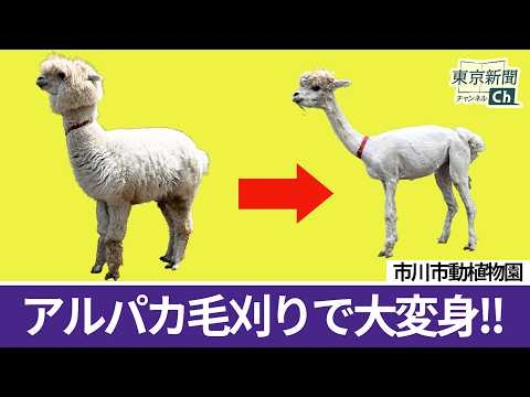 市川市動植物園でアルパカ毛刈り Alpaca shearing at Ichikawa City Zoological and Botanical Garden