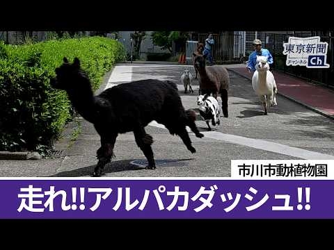 市川市動植物園でアルパカダッシュ Alpaca Dash at Ichikawa City Zoological and Botanical Garden